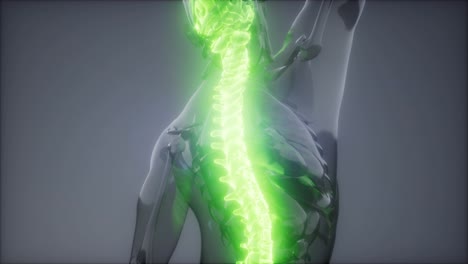 Backache-in-Back-Bones
